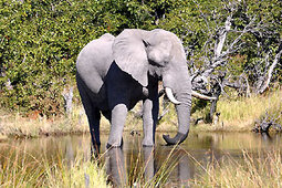 Moremi Game Reserve