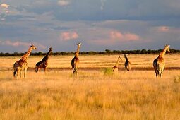 Etosha Nationalpark