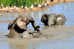 Addo Nationalpark